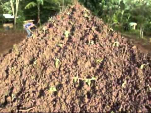 how to transplant pechay