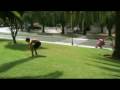videos de Recuperacion Wati