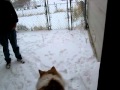 Norwegian Forest Cats in the Snow pt2.AVI