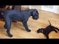 My New Giant Schnauzer Puppy Plays With Arnie.