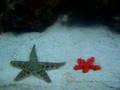 Starfish Battle
