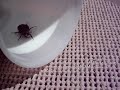 Big Green June Bug Big Green June Bug