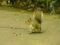 BANZAI - Squirrel Fishing