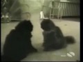 Click here to watch this video Lustige Katzen Compilation.flv