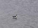 American Avocets and blacknecked stilt American Avocets and blacknecked stilt