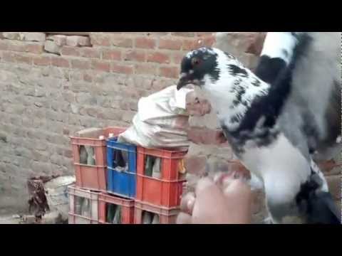 طريقة تدريب الحمام