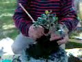 bonsai TRANSPLANT olivo proceso de transplante completo