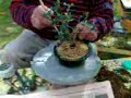 bonsai TRANSPLANT olivo proceso de transplante com