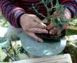 bonsai TRANSPLANT olivo proceso de transplante completo