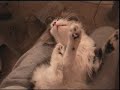 The pretty kitten which sleeps by strange appearance The pretty kitten which sleeps by strange appearance