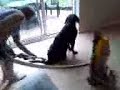 Neapolitan Mastiff Dog Grooming