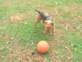 snickers b-ball