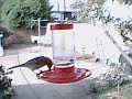 Stranger at feeder 2