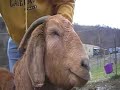 Bobcat Goat attack