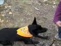 Will 6352517 Humane Society Colorado Adopt