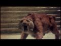 Smilodon vs. Troglodyte