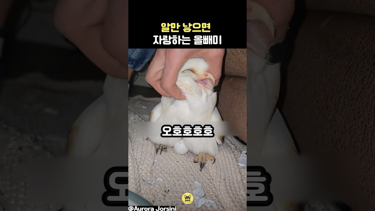 예시