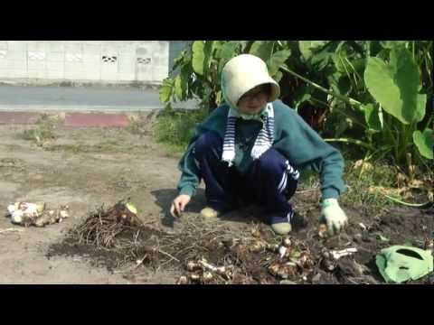 how to harvest taro