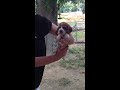 Video of Puppy Igor on 5/30/13 - YouTube