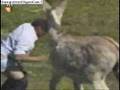 videos de donkey rapes a man best version