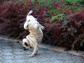funny pug