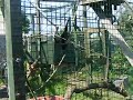 Spider monkeys