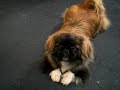 Pekingese