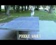 Poodle Vault