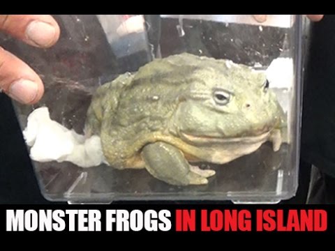 YouTube reptile video