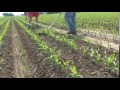 Dixon Cool Patch Corn Maze Dixon Cool Patch Corn Maze