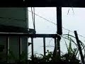 Sepat typhone Sepat typhone