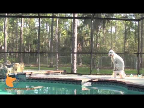 florida dog trainer - http://www.Fine-tunedCanines.com http://www.facebook.com/FinetunedCanines Roxie the Goldendoodle practicing impulse control & obedience around real-world dis...