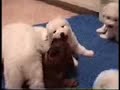 Poppy @ 6wks old with Staffy Bull