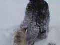 Epic journey of one boy and two heeler puppies