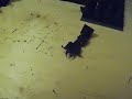 King Canute 1016 - (VC) Dire Wolves