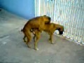 CRUZAMENTO DE BOXE DARA E TODDY