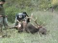 Montana Hmong Elk Hunting Part 2 - Two Bulls