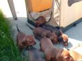 7 Mini Daschunds