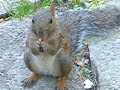 Squirrel eating Pizza