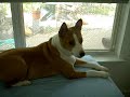 basenji babysitter