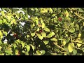 JVC HD: Zoom Out from Branches