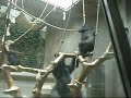 Gorilla at the Zoo of Basel