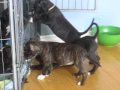 Pitbull Puppies *All About Harley*