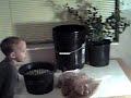 Indoor Hydroponic Blueberry Tree #2 Indoor Hydroponic Blueberry Tree #2