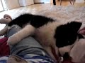 Border collie 10 weeks * UNI *