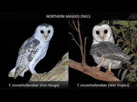 <p>A quest to save a rare owl of our tropical woodlands: The Northern Masked Owl</p>
 video thumbnail