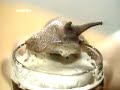 Gracioso Caracol ebrio - humor