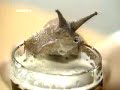 Gracioso Caracol ebrio - humor