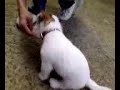 Failed expert village dog training 2007