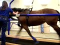 Equine Treadmill Equine Treadmill